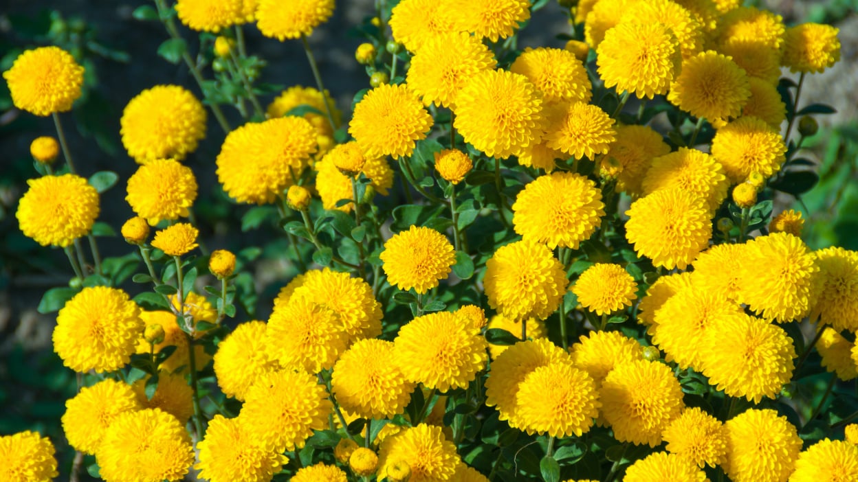 Samsung Galaxy Tab S10 FE