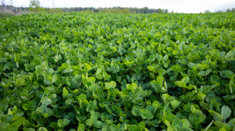 Samsung Galaxy Tab S10 FE