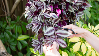 Samsung Galaxy Tab S10 FE