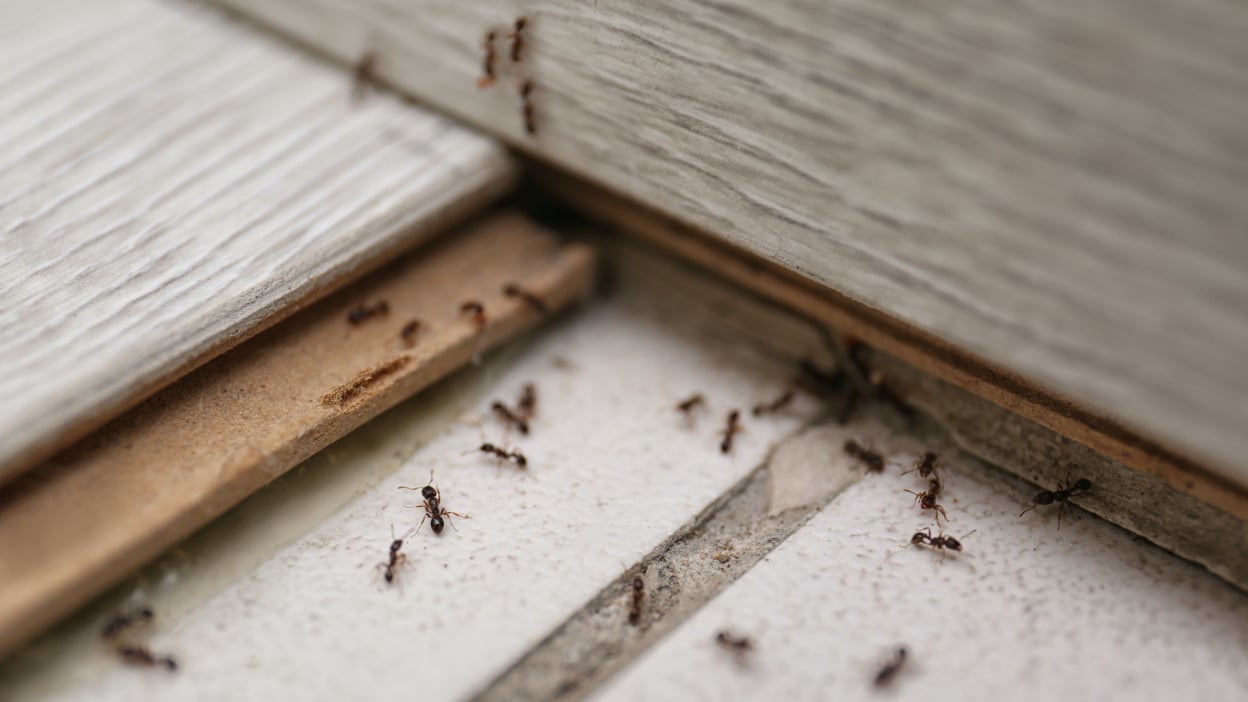 Samsung Galaxy Tab S10 FE