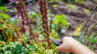 Samsung Galaxy Tab S10 FE