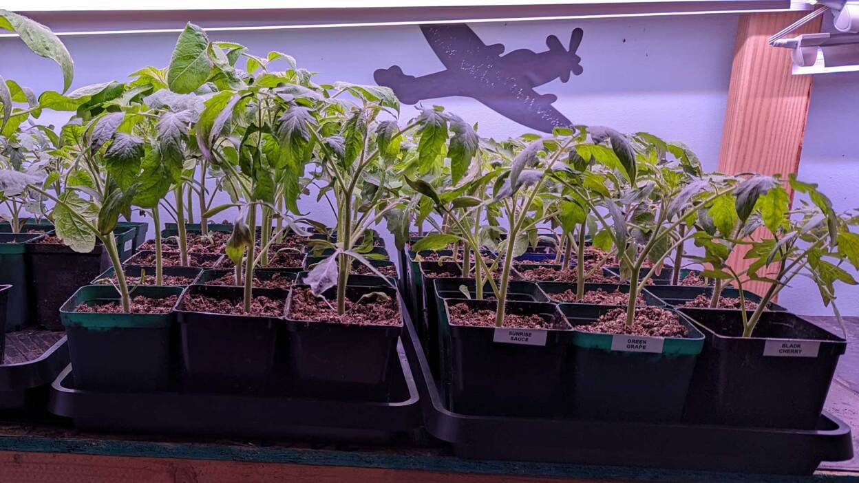 How to Up-Pot Your Seedlings Without Messing Them Up