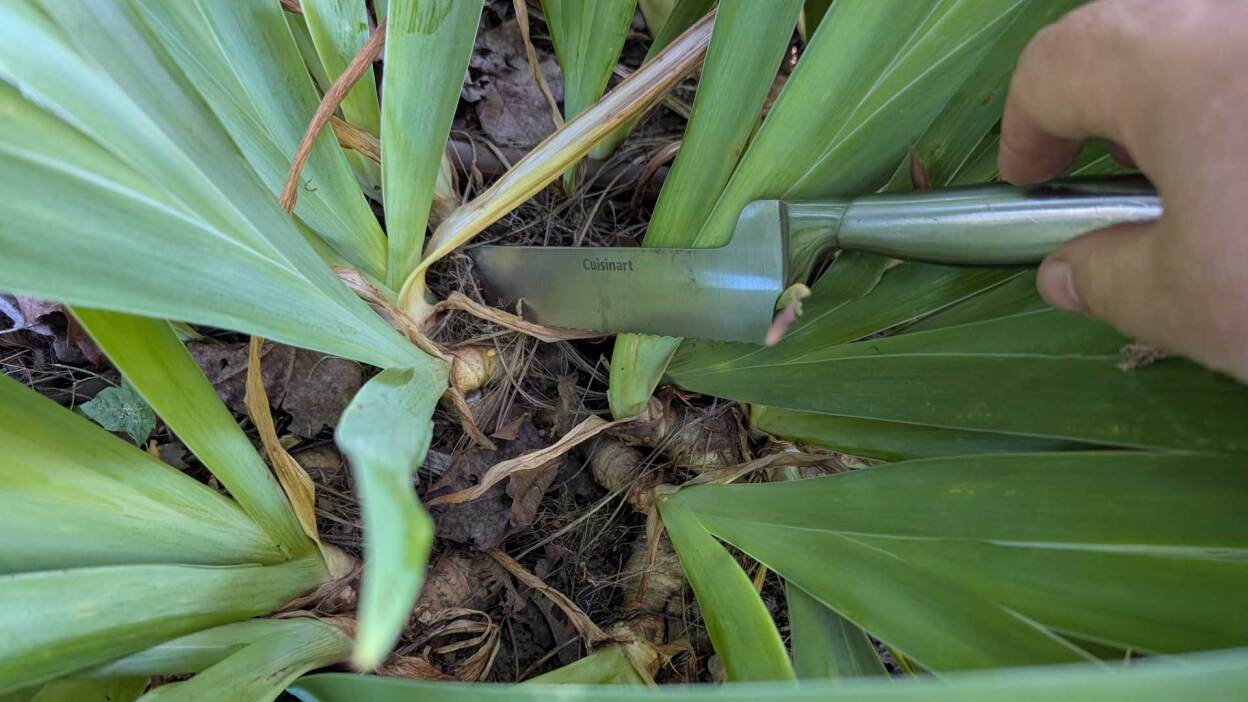 Samsung Galaxy Tab S10 FE