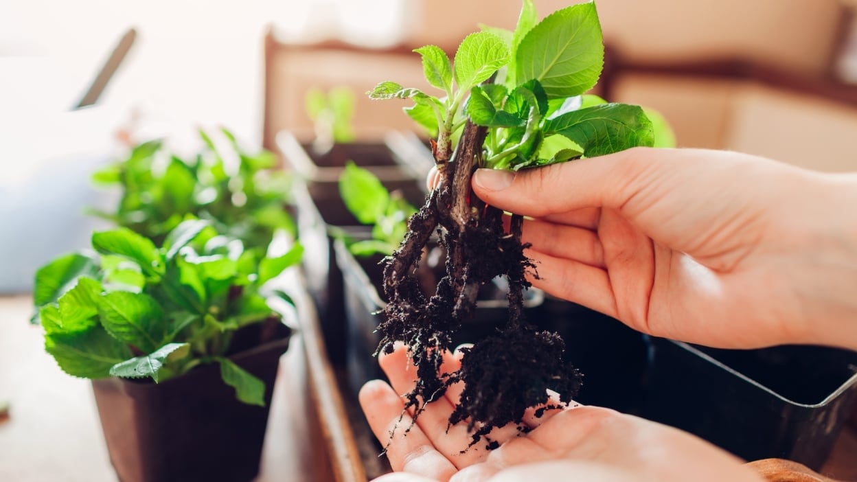Three Tips for Faster Indoor Plant Propagation