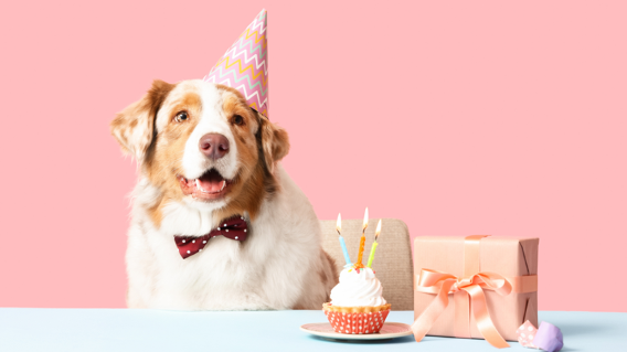 My Favorite Gifts for Every Dog (or Dog Parent)