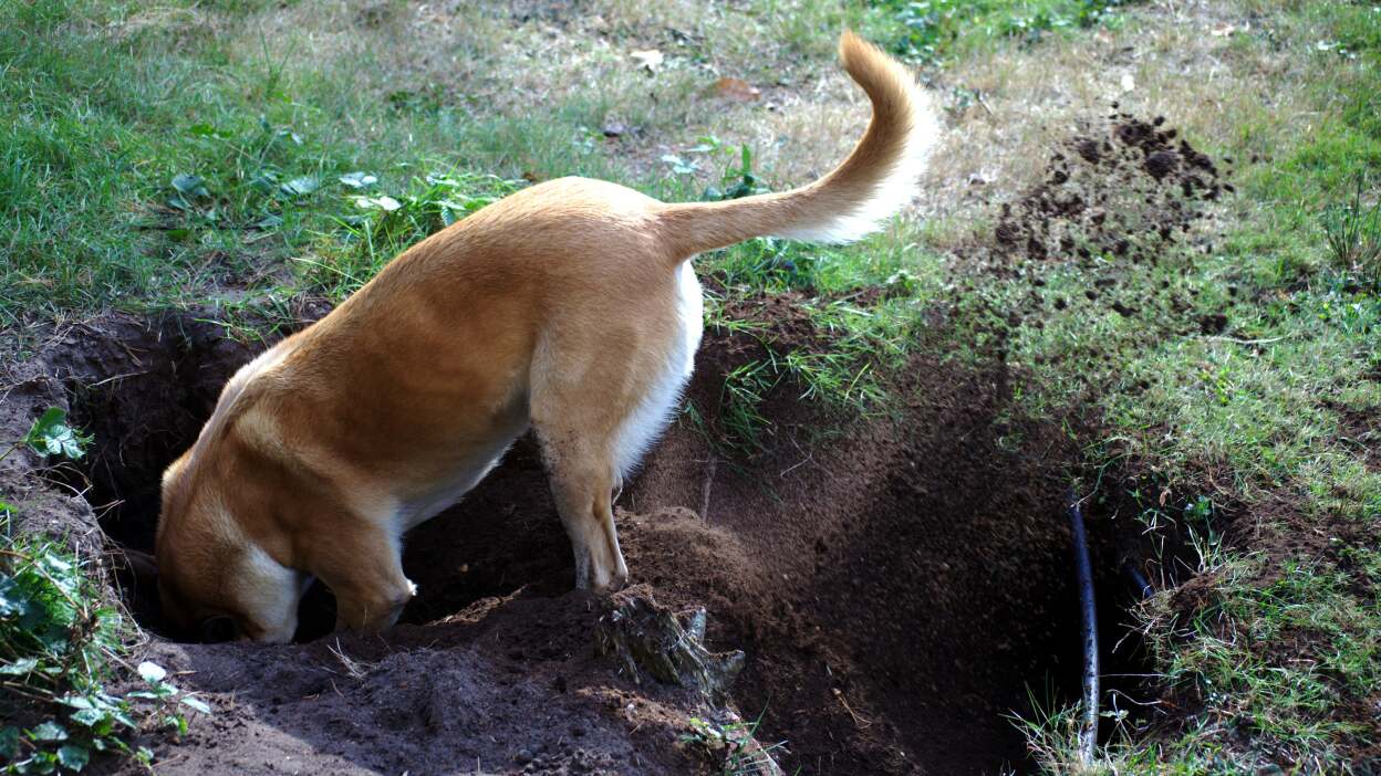 How to Deal With Your Dog's Incessant Digging